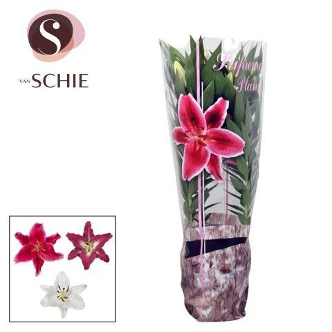 Or Mix 19cm Decohoes, D 19