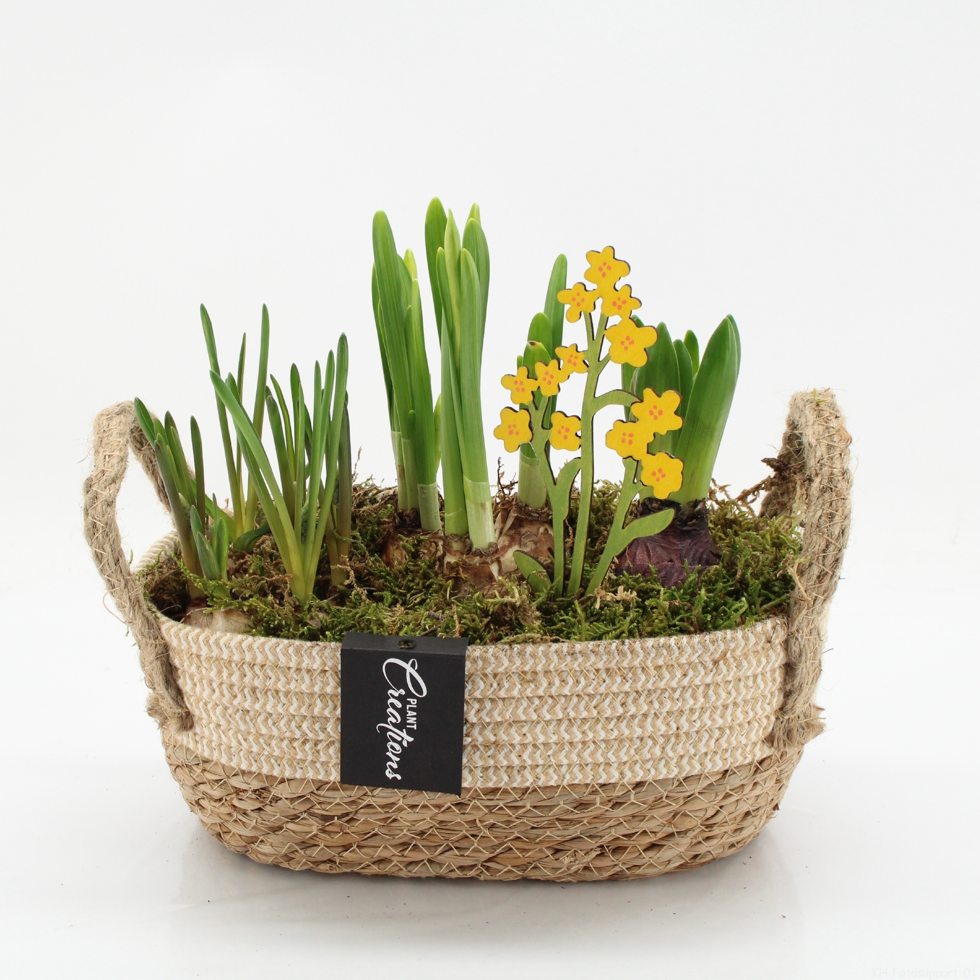 BLCR-2625 Bulbs creations, D 24