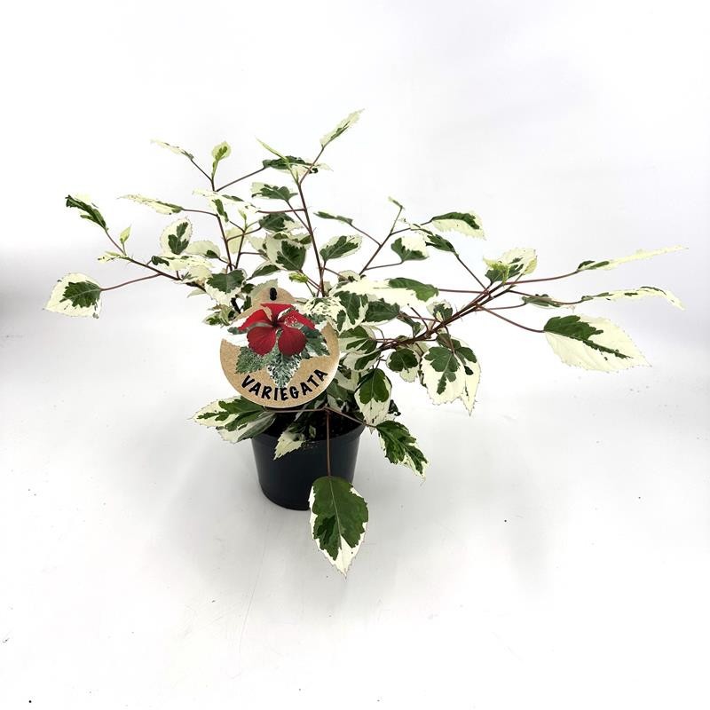 HIBISCUS ROSA SINENSIS H80 VARIEGATA, D 12 cm