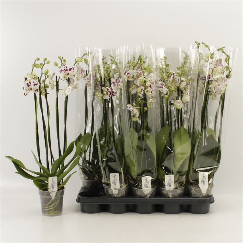 Phalaenopsis Anthura Marrakesh 5 tak Marrakesh, D 12