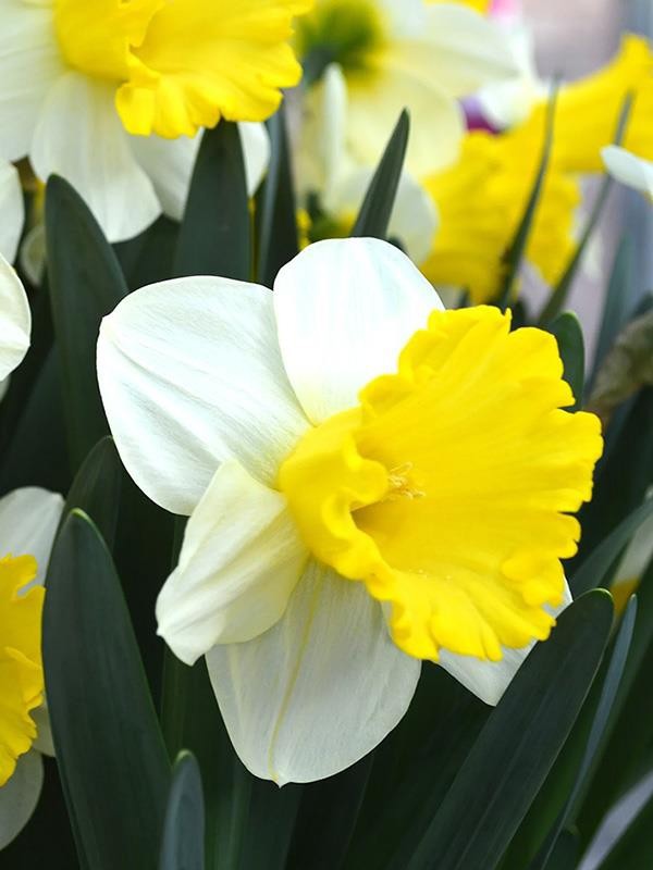 NARCISSUS INCOMPARABILIS 'ATTRACTION', D 11