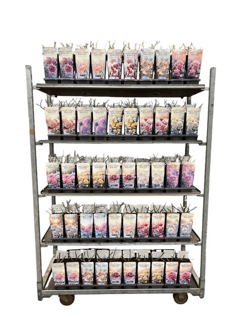 Nordic Roses 2L, D 11