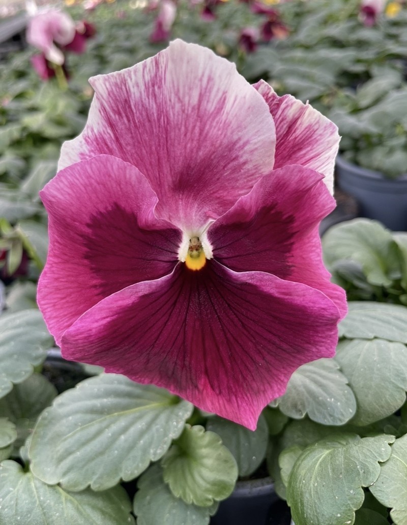 VIOLA WITTROCKIANA-HYBRID 'STRAWBERRY', D 9