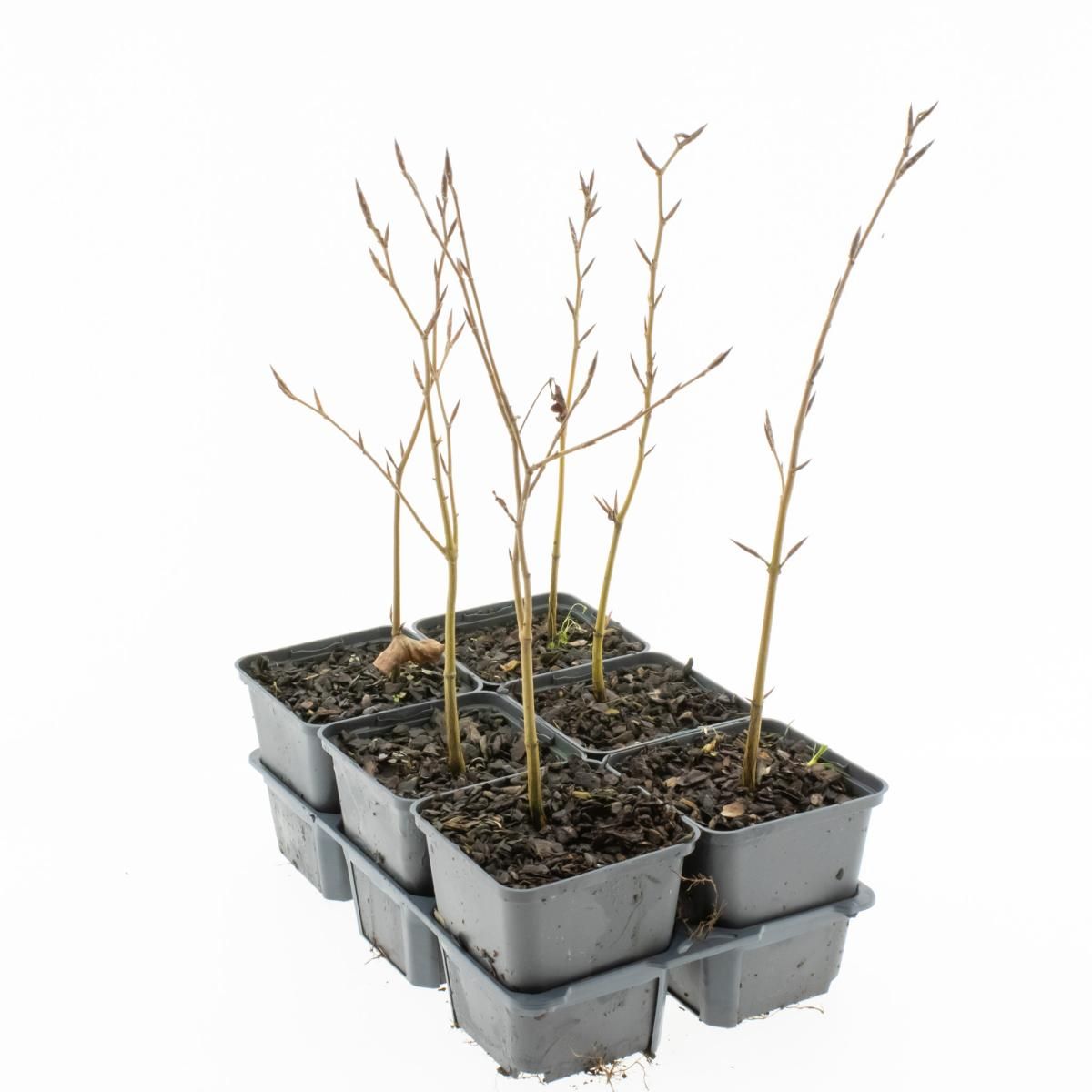 Fagus sylvatica, D 9