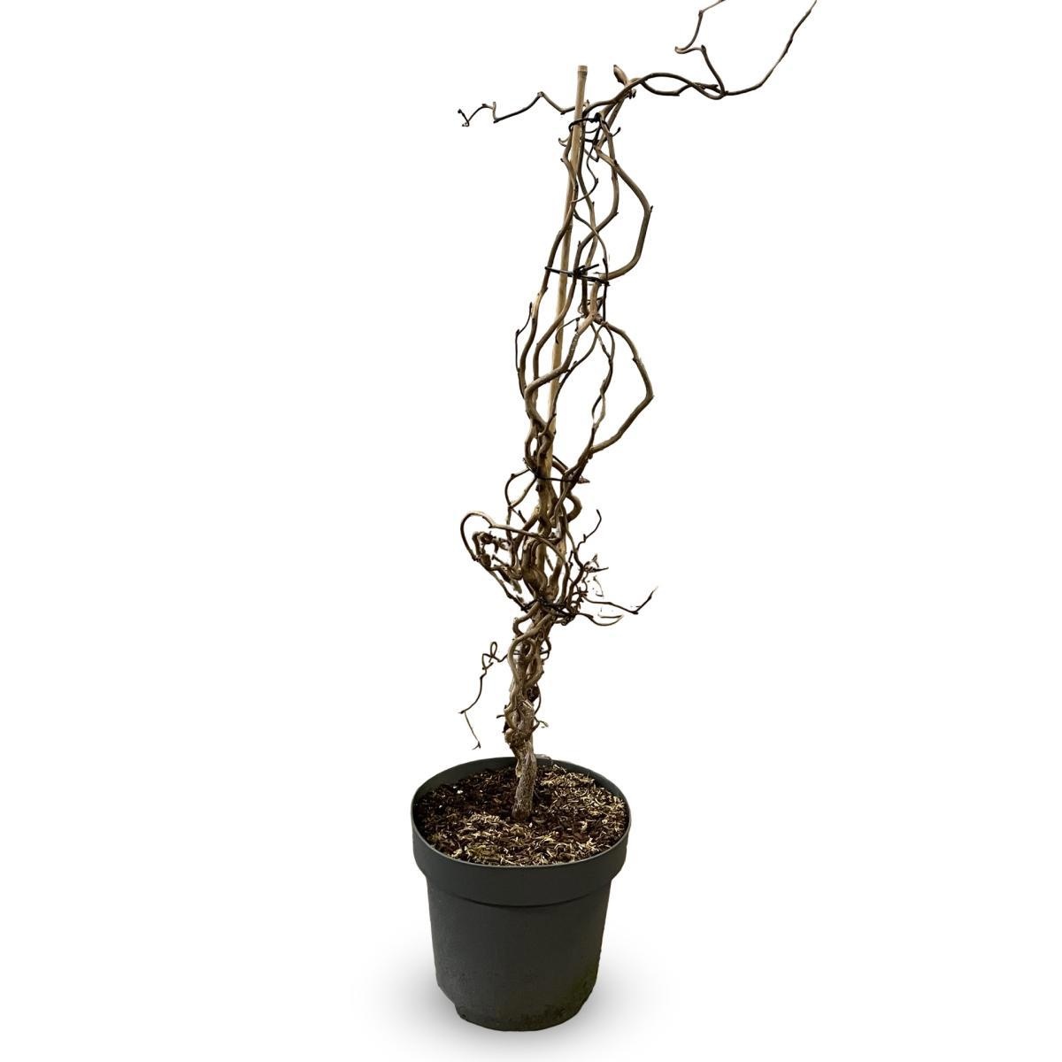 Corylus 'Red Majestic', D 32