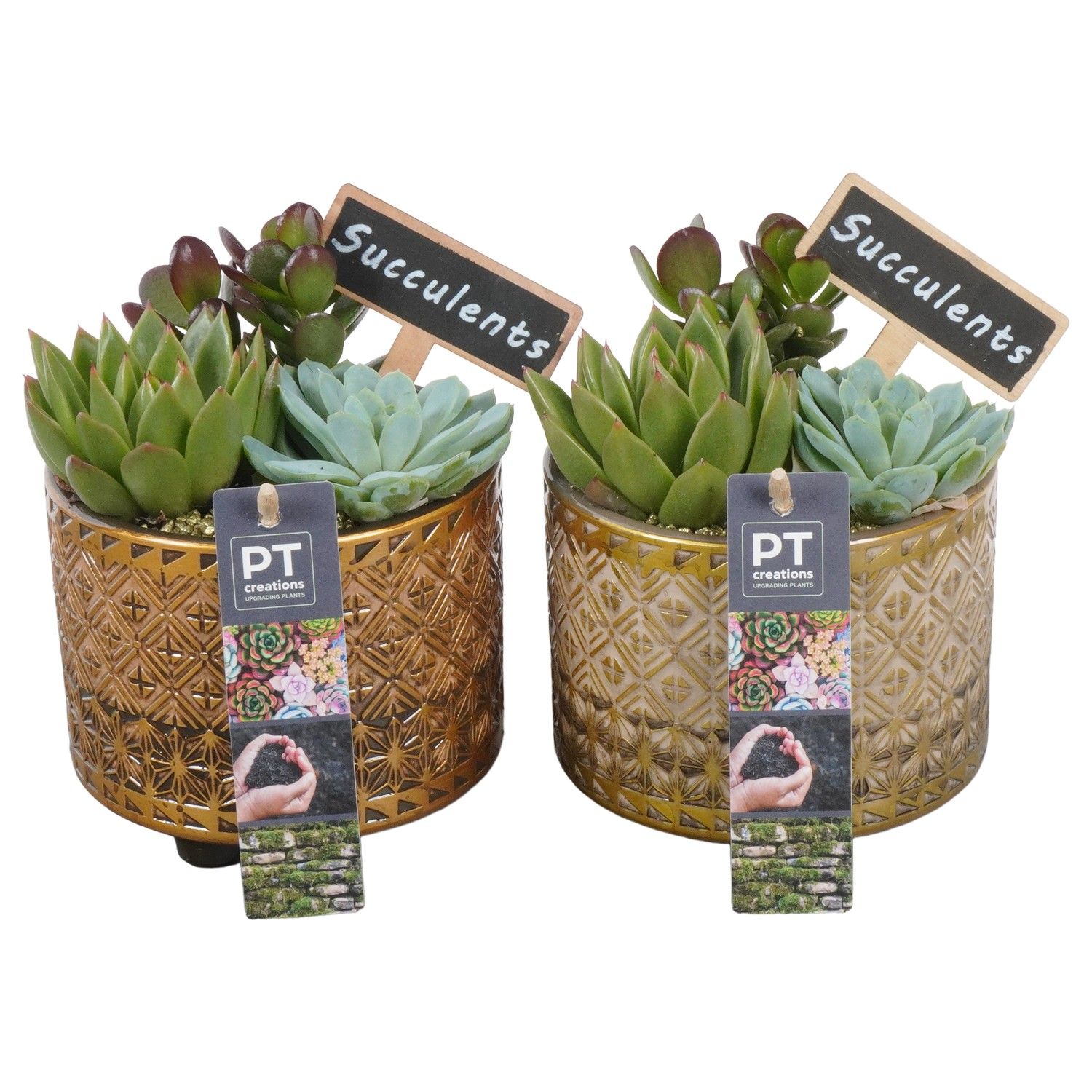 PTSU8480 Arrangement Succulenten in keramiek pot, D 12