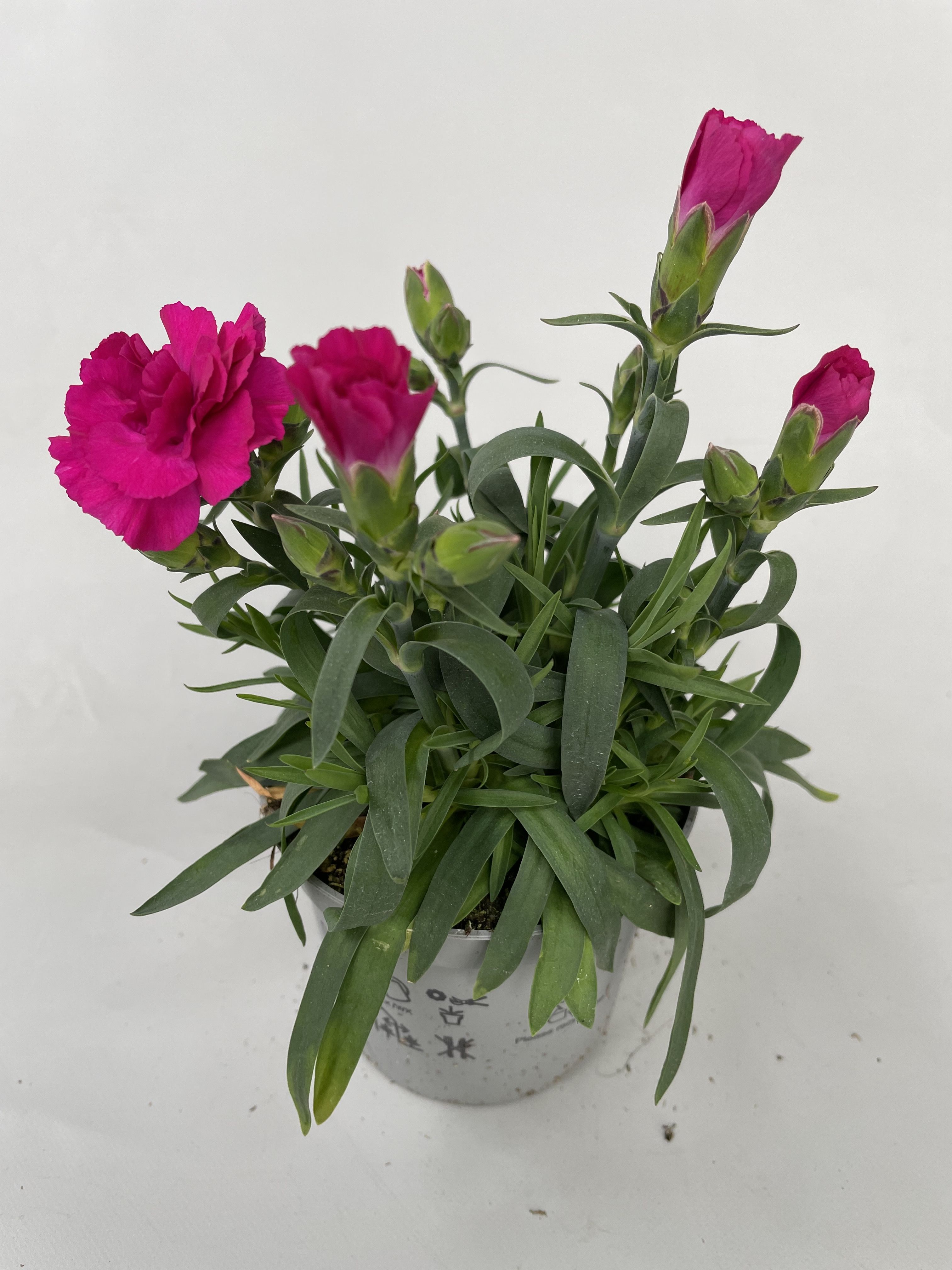 Dianthus Amy p9, D 9
