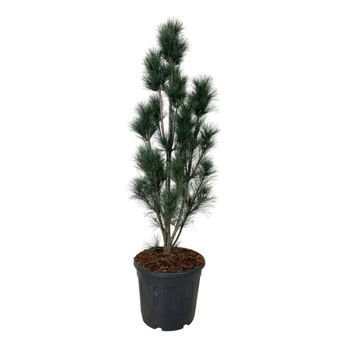 Pinus strobus 'Stowe Pillar', D 40