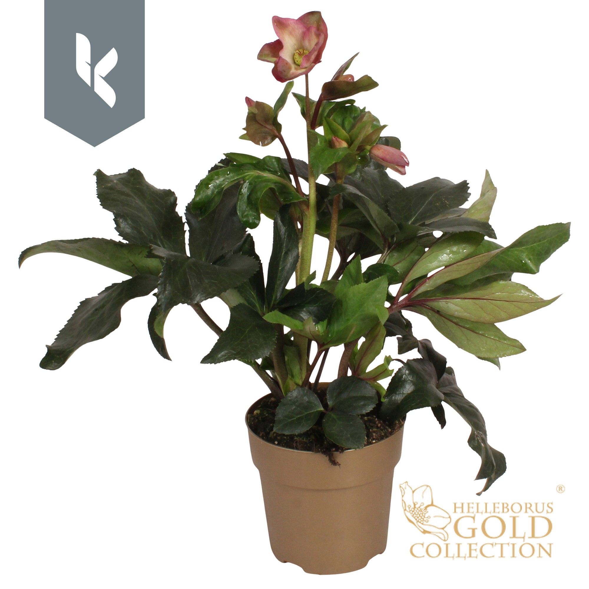 HGC Helleborus Ice N Roses Pink in goud, D 15 cm