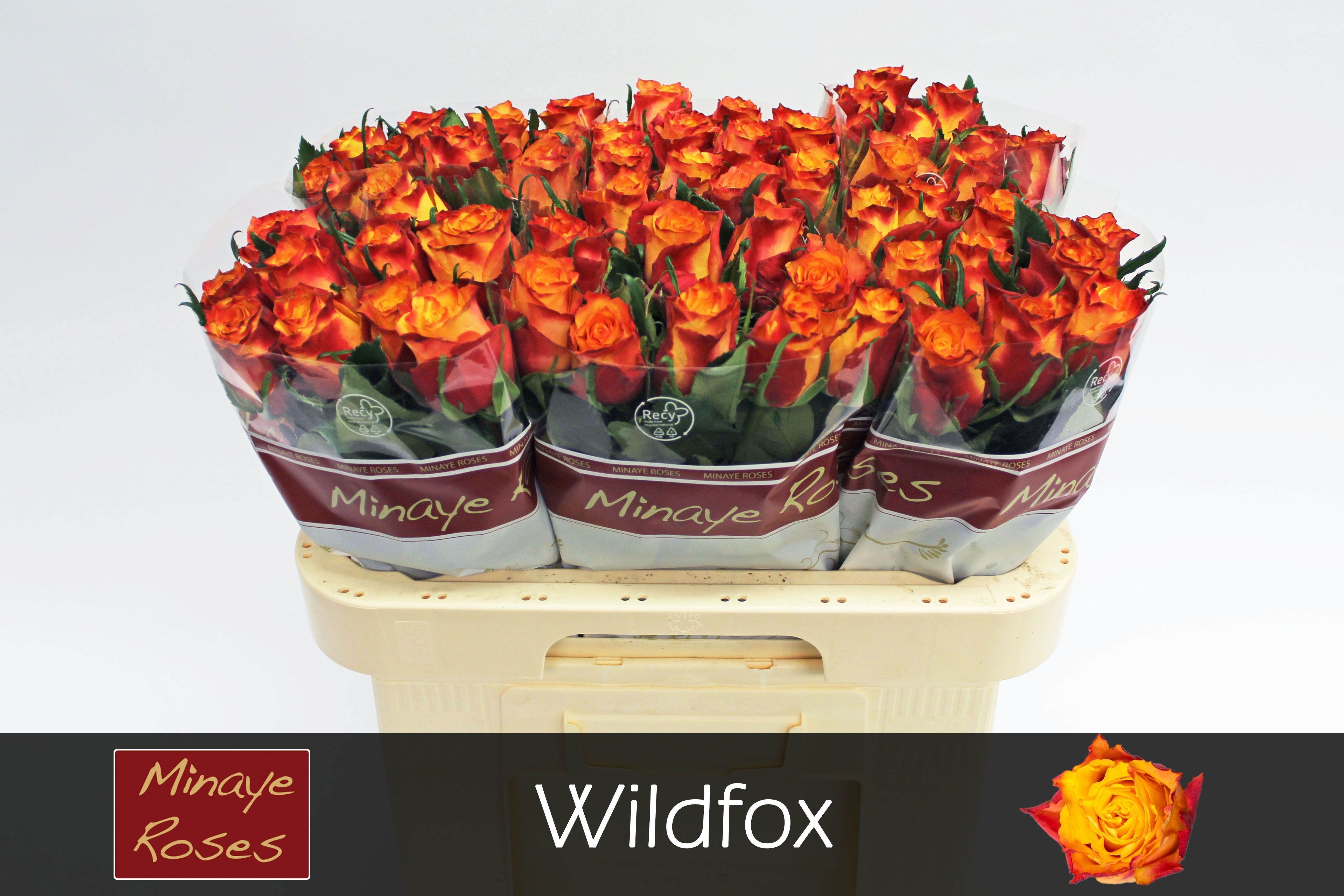 Роза од. Вайлдфокс 60, шт.