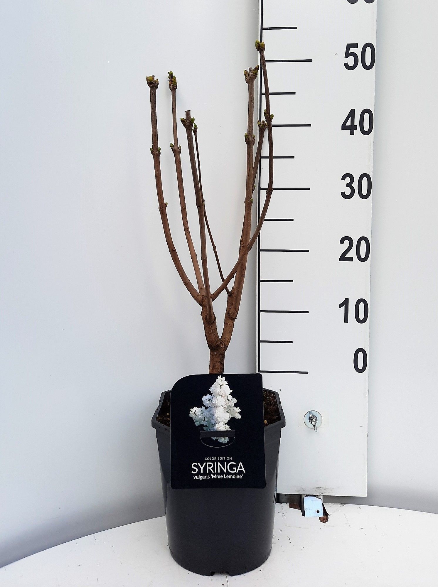 Syringa vulgaris Mme. Lemoine, D 21