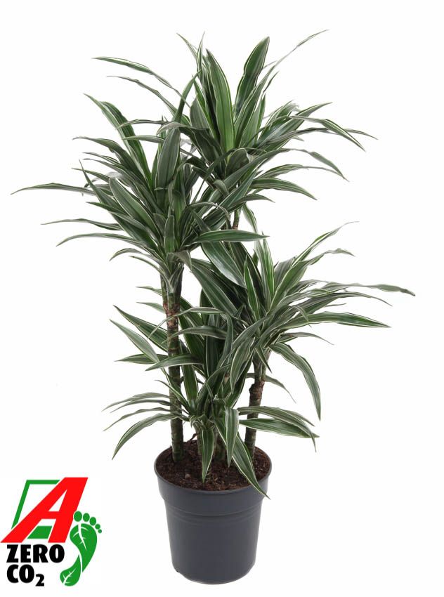 Dracaena Warneckei 60-carrousel, D 24