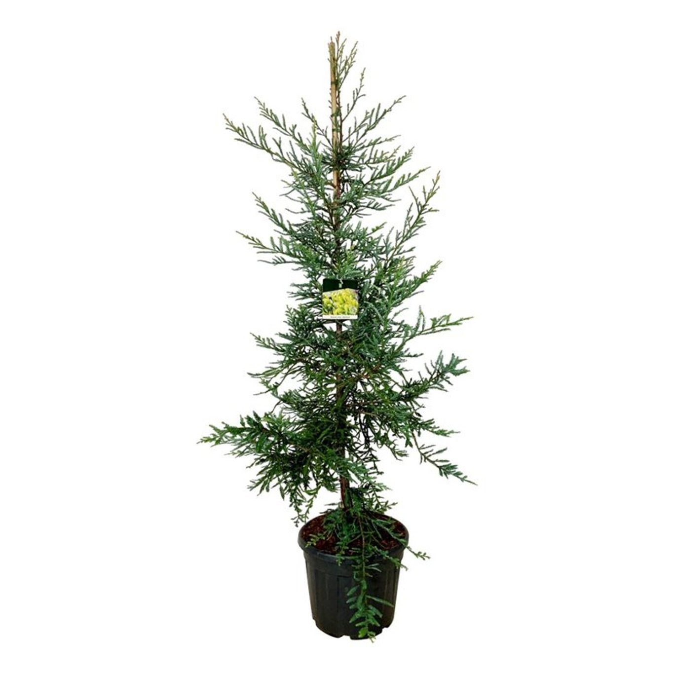 Sequoia sempervirens 'Adpressa', D 50