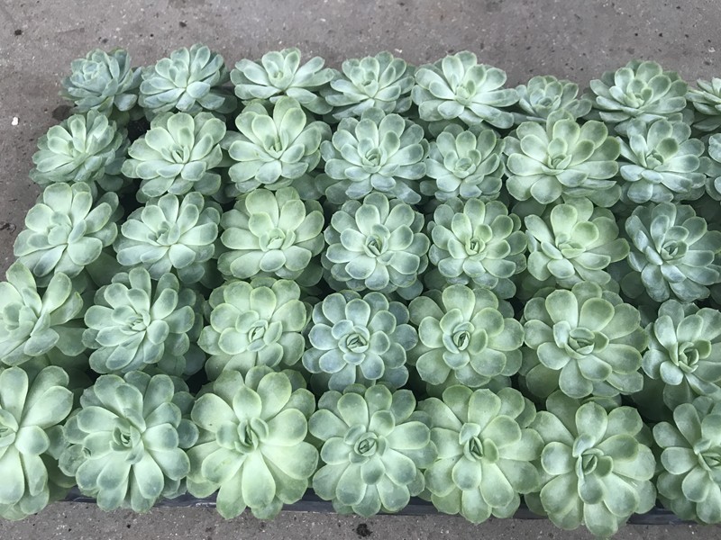 ECHEVERIA ELEGANS, D 6