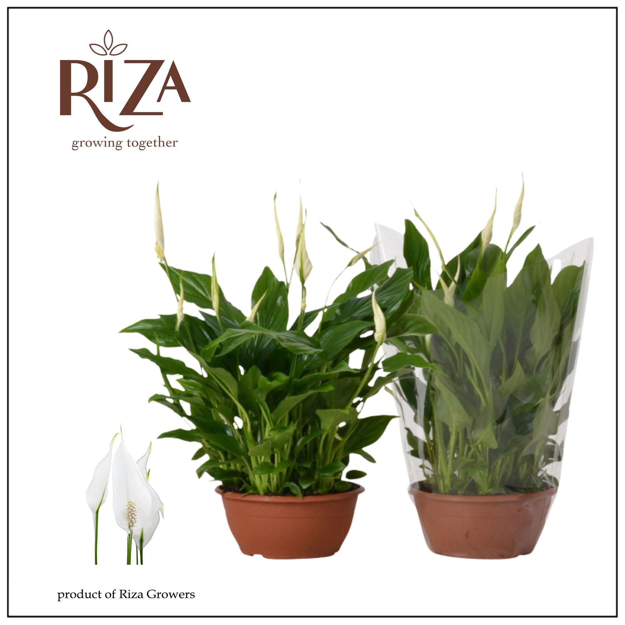 Spathiphyllum 17 cm Chopin blanco hoes, D 17