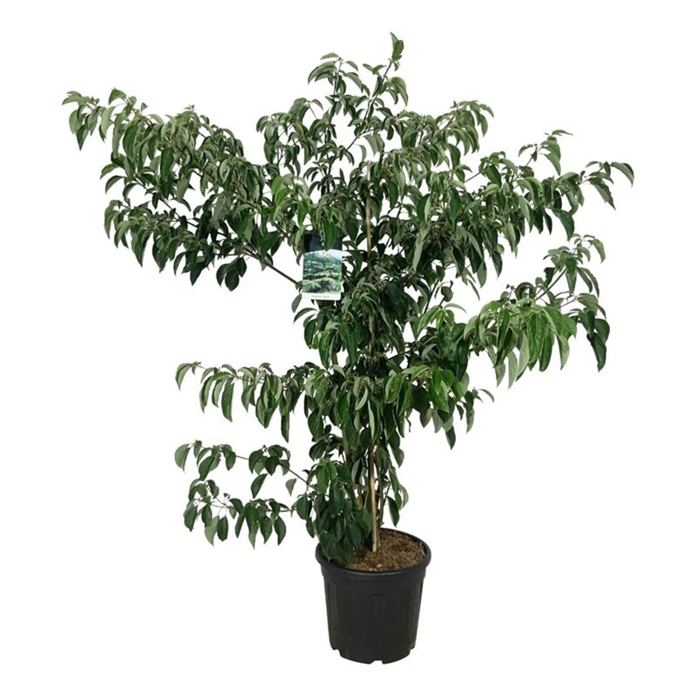 Cornus controversa 'Pagoda', D 40 cm