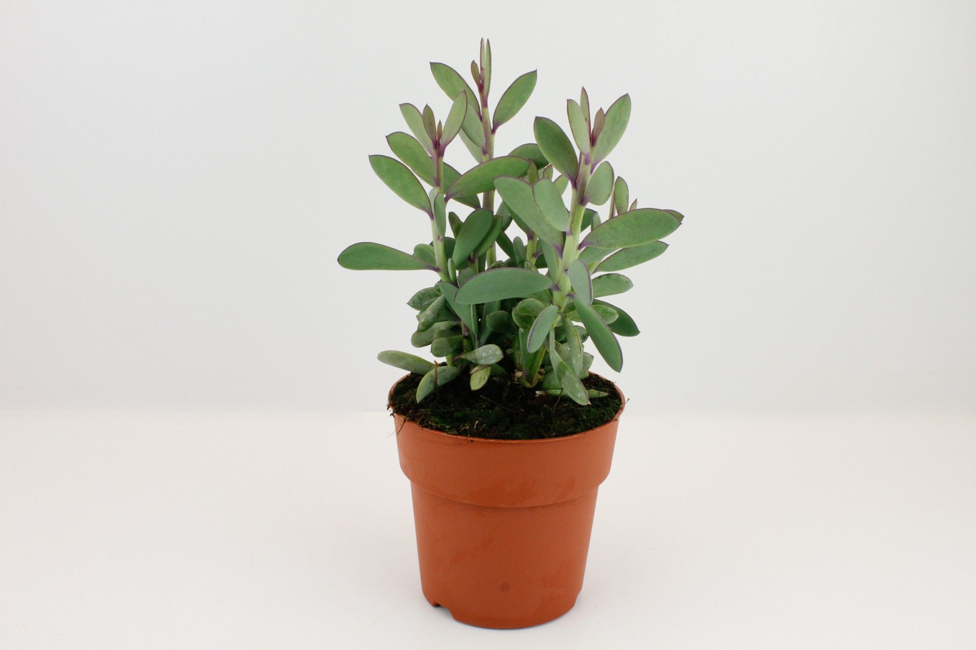 Senecio Crassimus, D 17