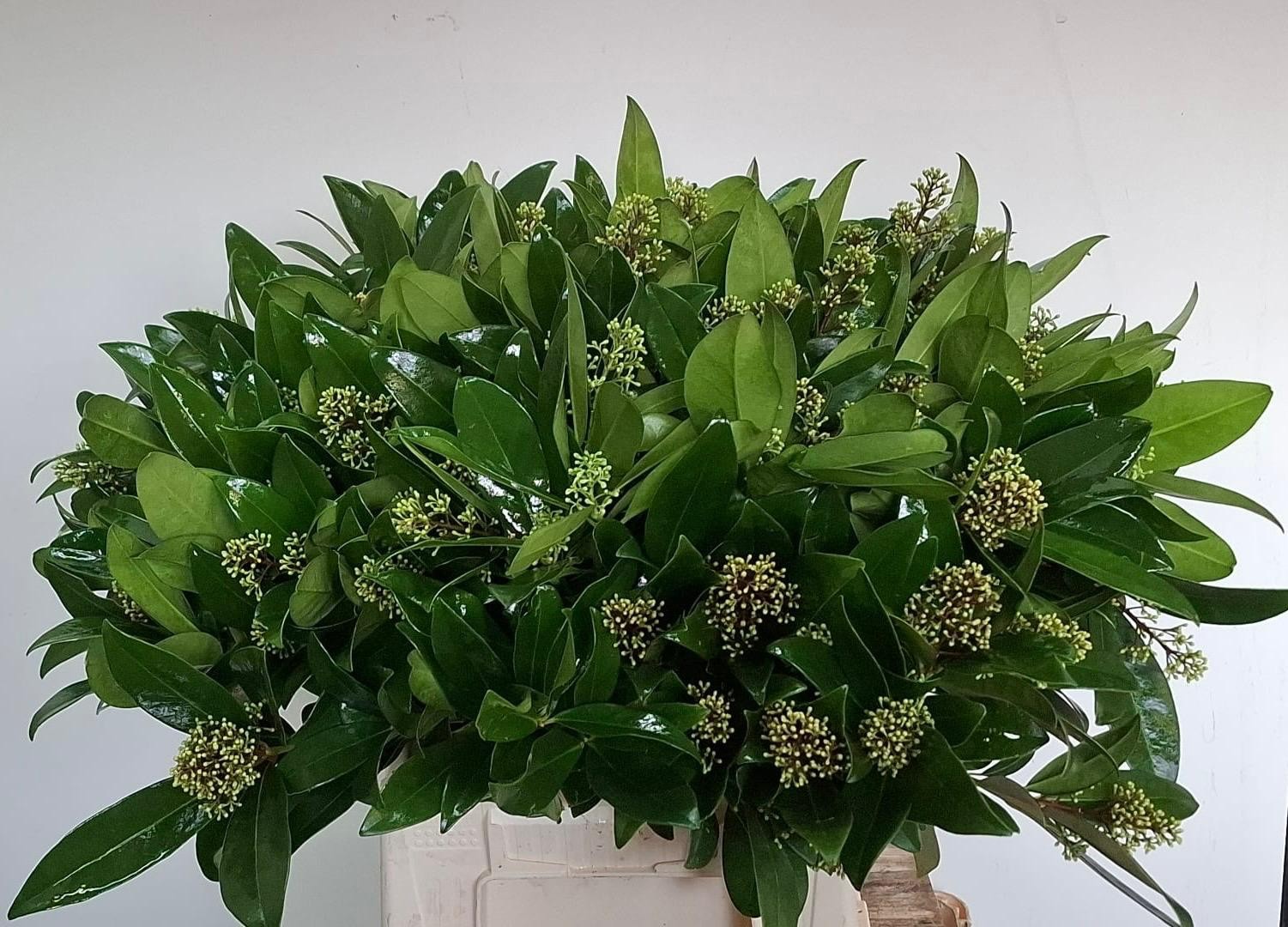 Скимия Сильвретта за пучок 50, пуч.