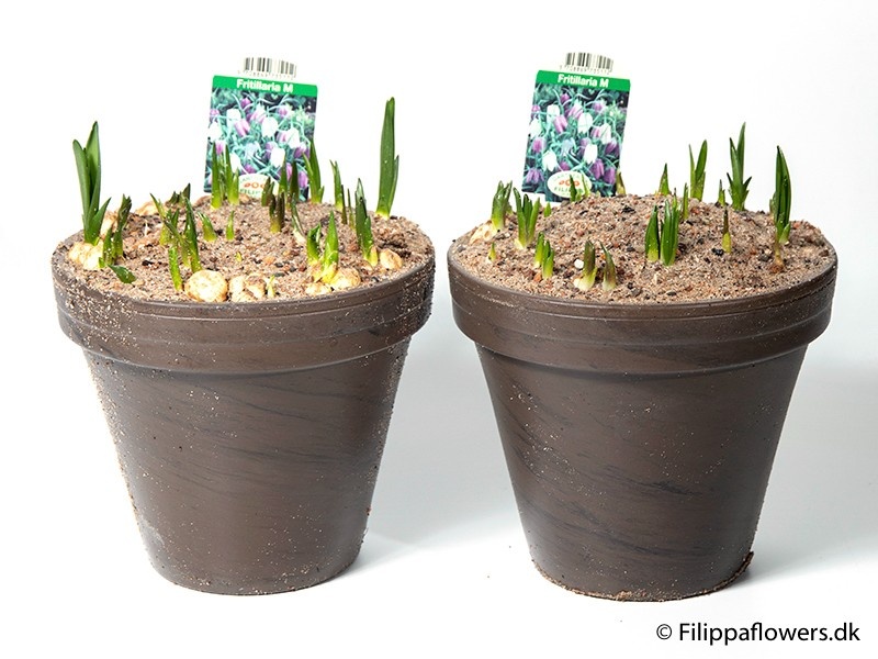 FRITILLARIA MELEAGRIS, D 20