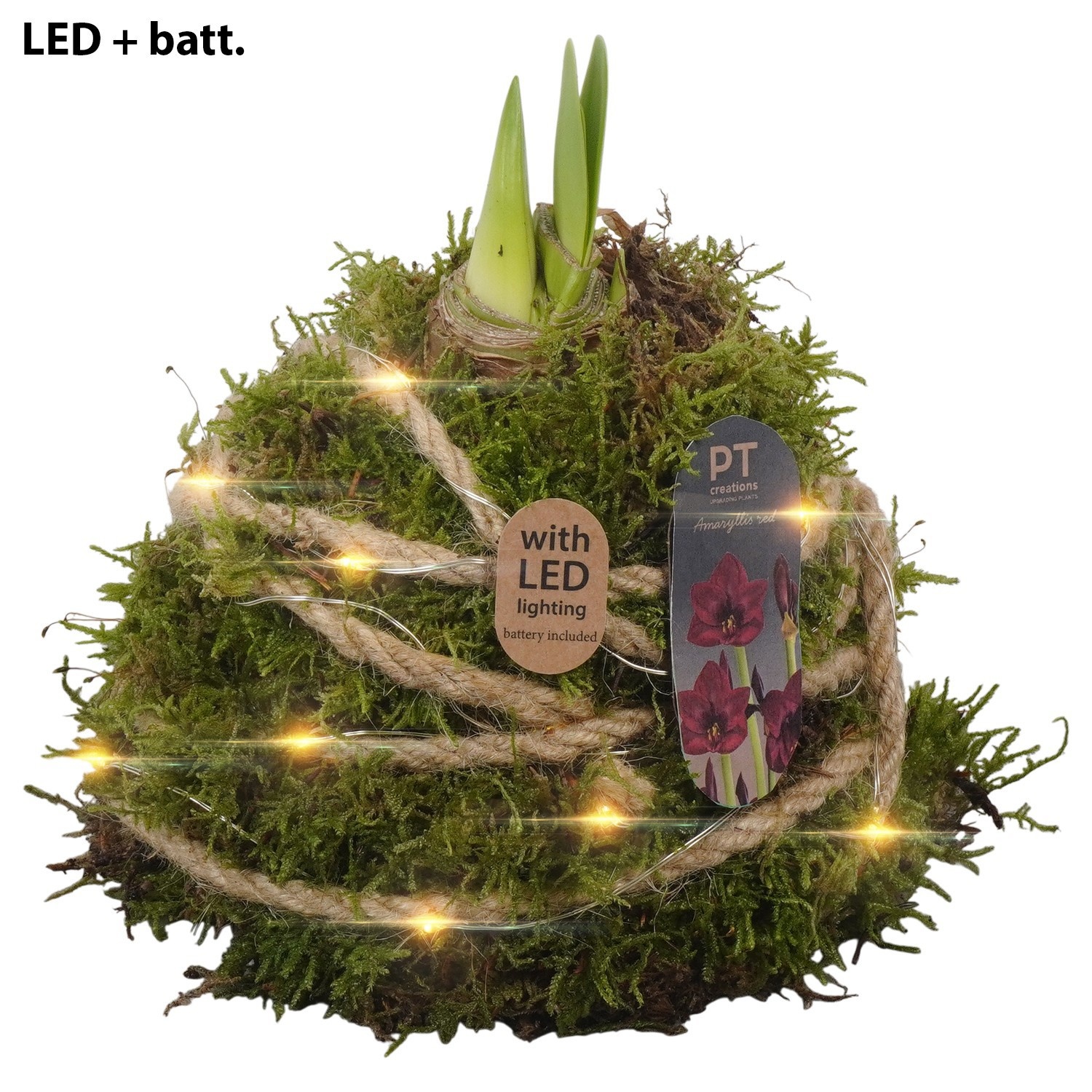 PTAA8855 Arrangement Amaryllis in mos gewikkeld met led, D 12