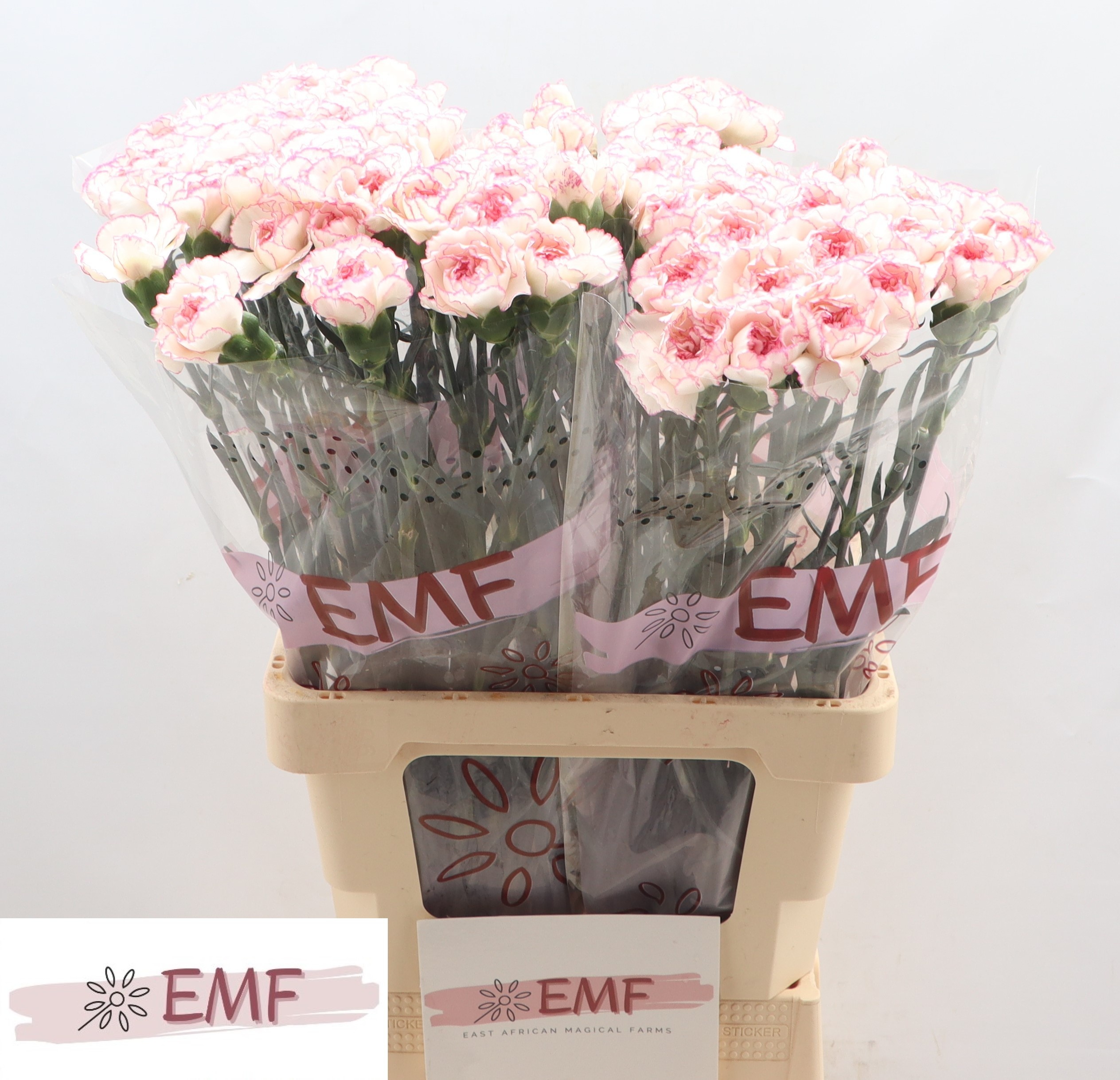 Диантус од. Пастель Дамаскус, шт.