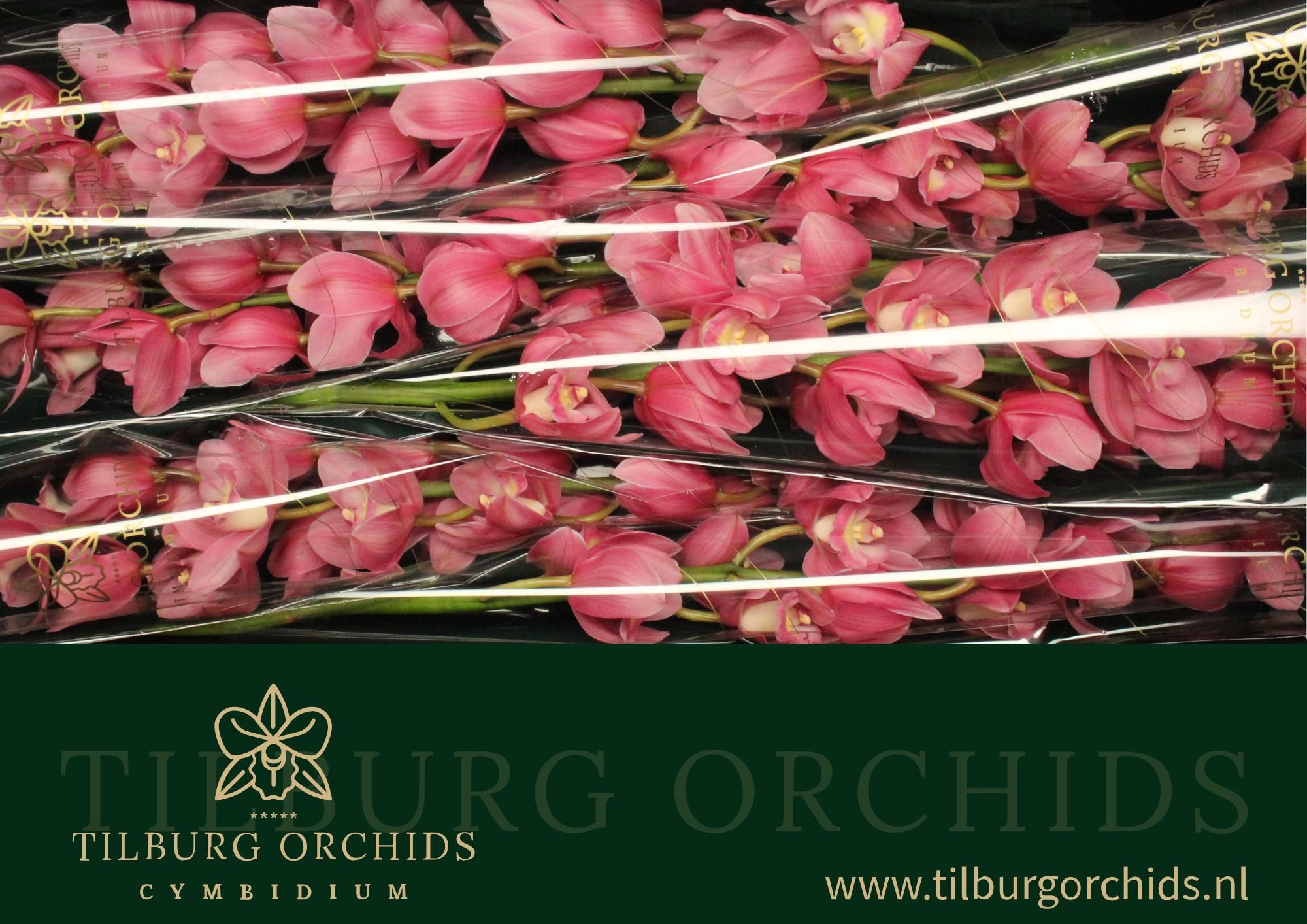 Цимбидиум Белла Донна Росанна x6 80, шт.