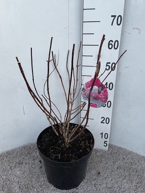 Hydrangea pan. Vanille Fraise 50-60 cm struik P26 C7,5, D 26