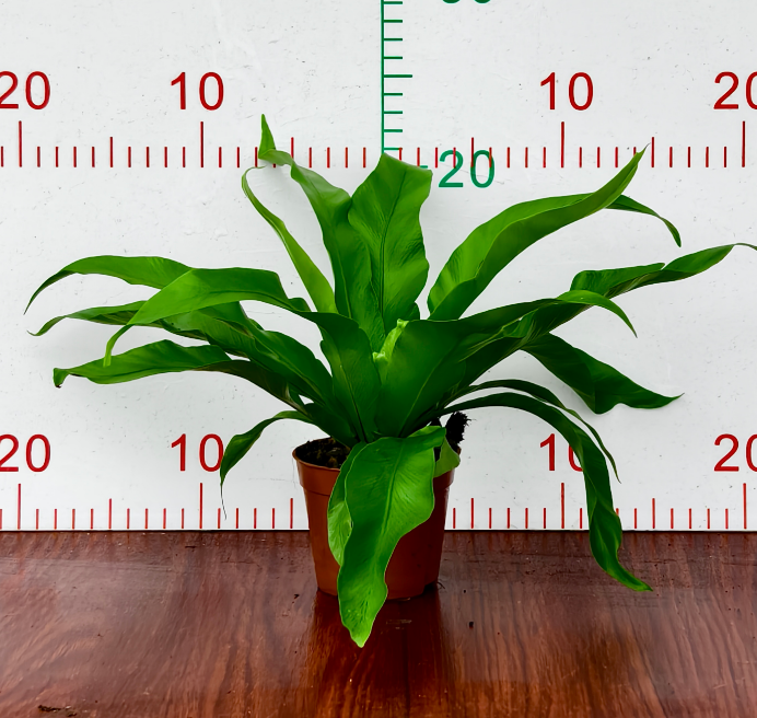 Блечнум ориентале Сприд Лиф бирд'с Нест 9 20