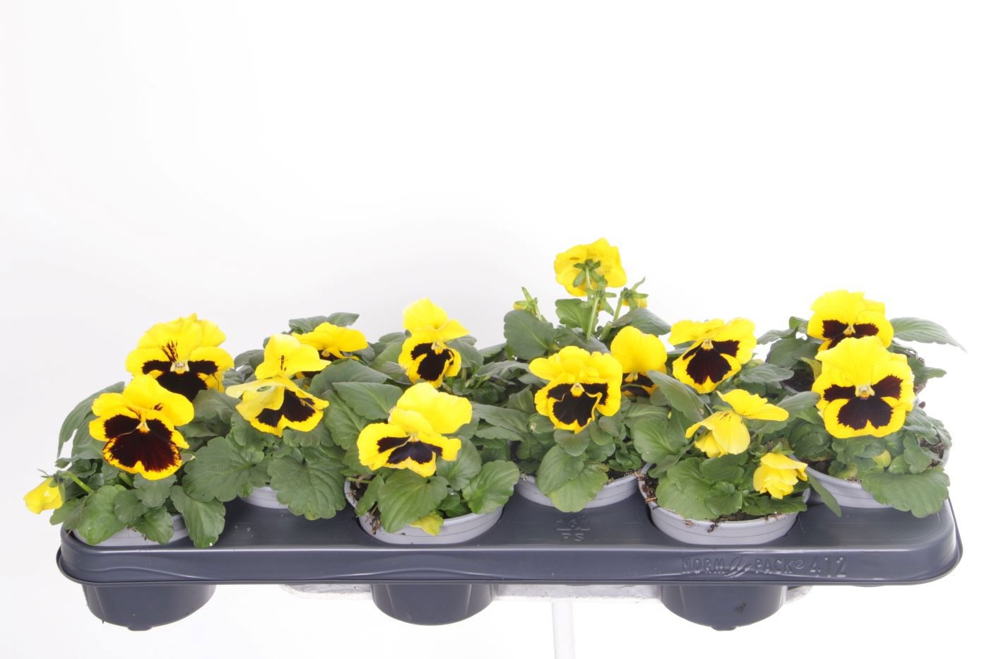 Viola witt.Delta Yellow with Blotch, D 11