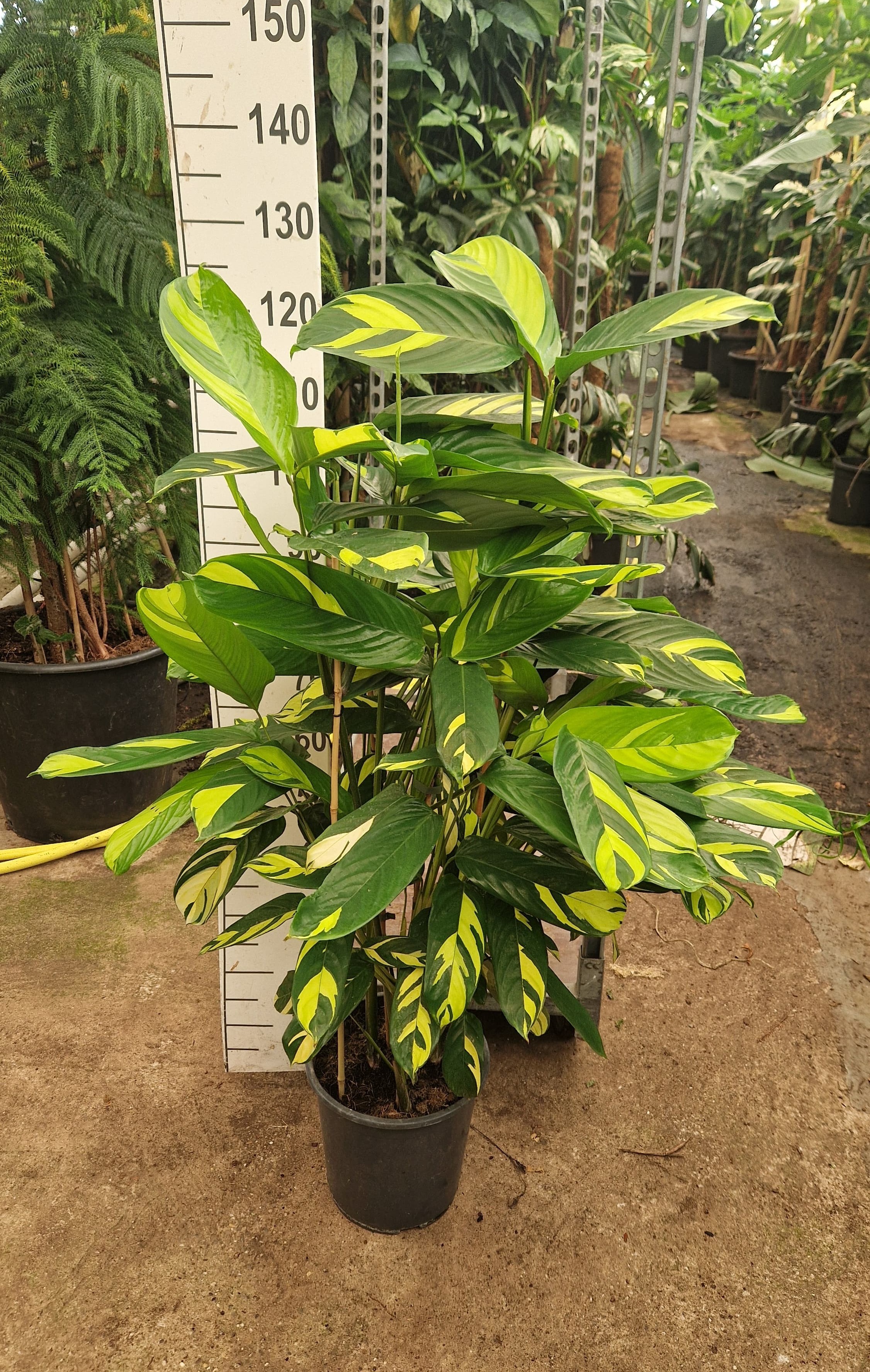 Ctenanthe Pilosa 'Golden Mosaic', D 27