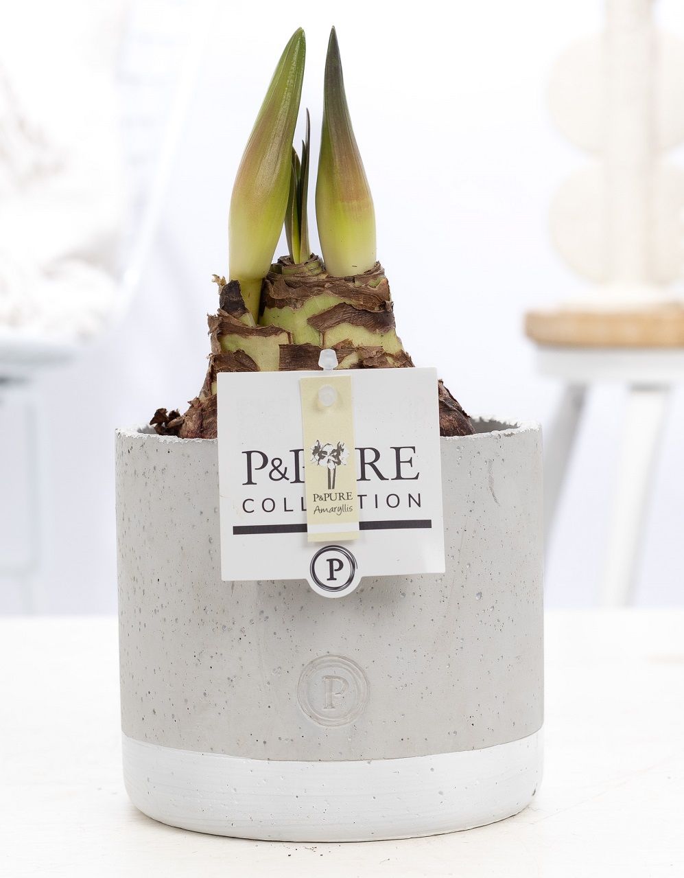 Hippeastrum white in P&PURE Jade ceramics, D 12