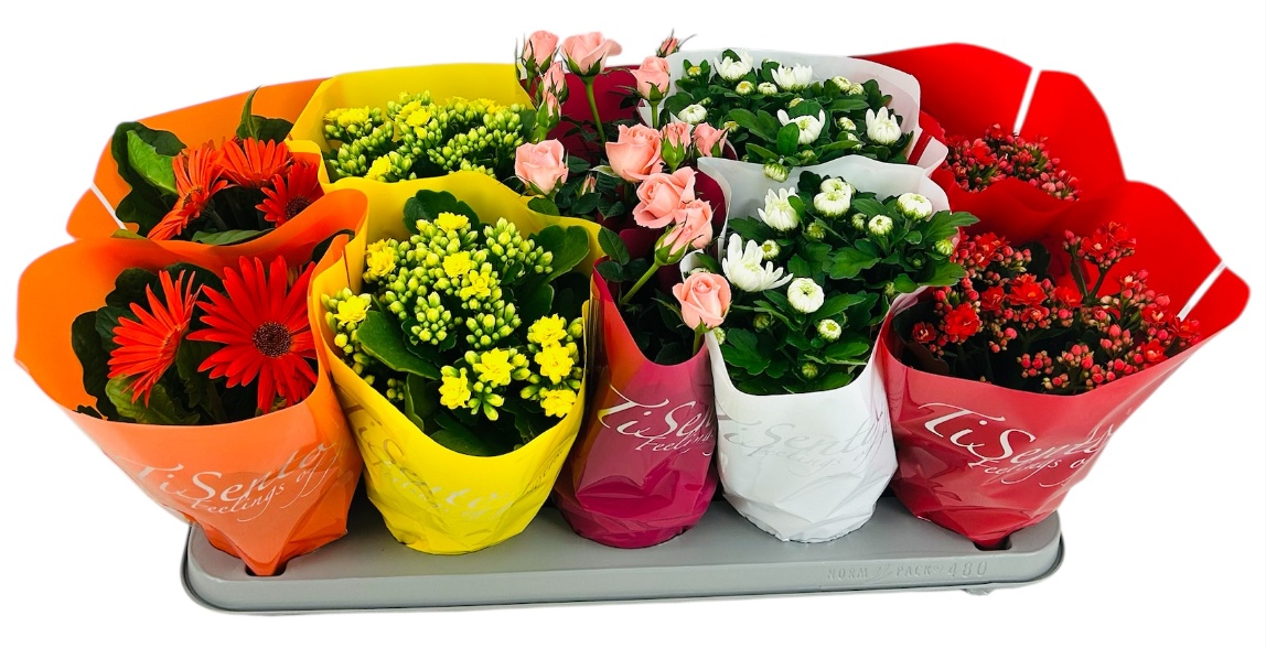 Bloeimix 12 cm | Hoes CPP, D 12