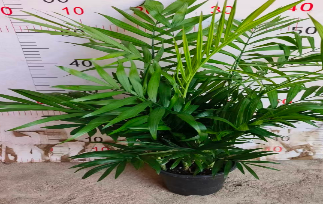 Хамедорея элеганс 14 40 (предзаказ)