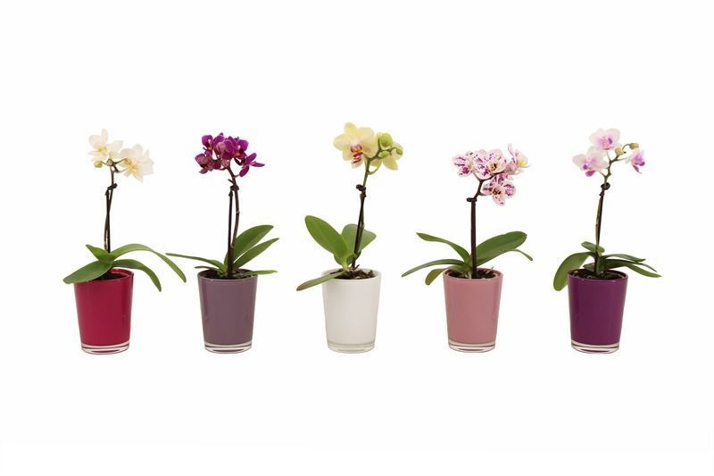 Glas pot p06 mix Fay Phal Tiny Dolls mix 1T07+ Aqu@, D 6