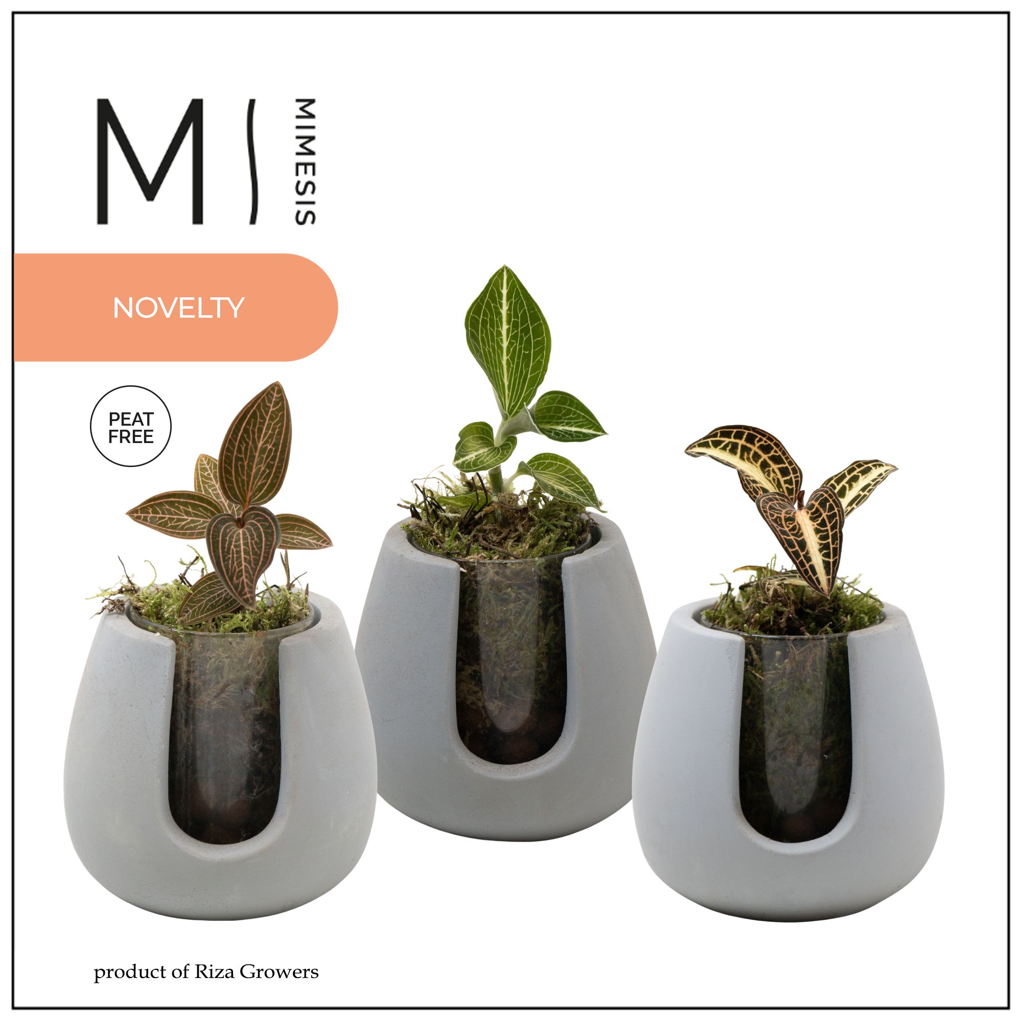 Jewel Orchid - KARMA Jewel Mix | Ibiza, D 14