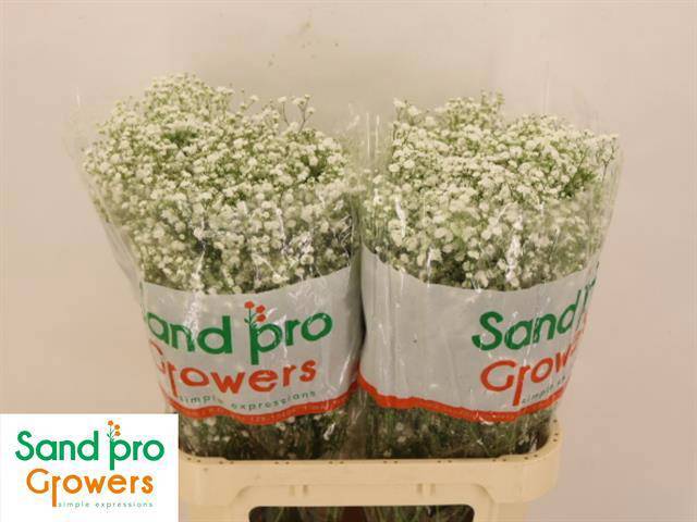 Гипсофила Экселенс 80, шт.