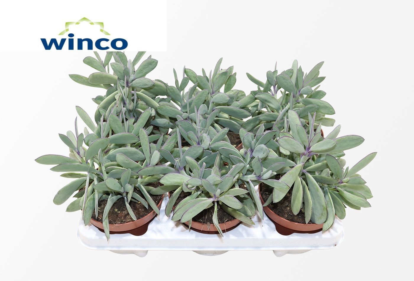 Senecio Crassisimus, D 13