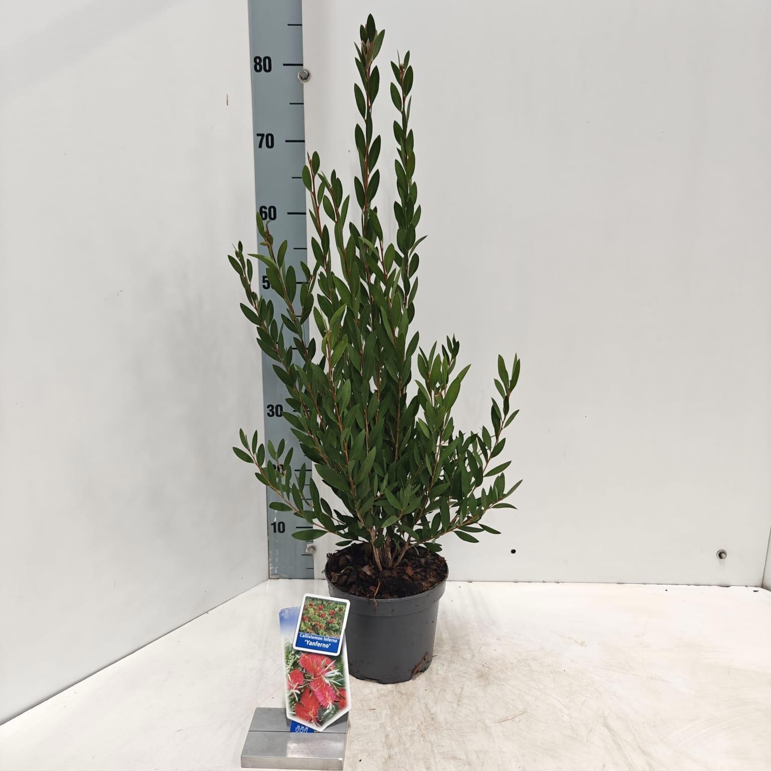 Callistemon viminalis INFERNO ('Yanferno'PBR), D 17