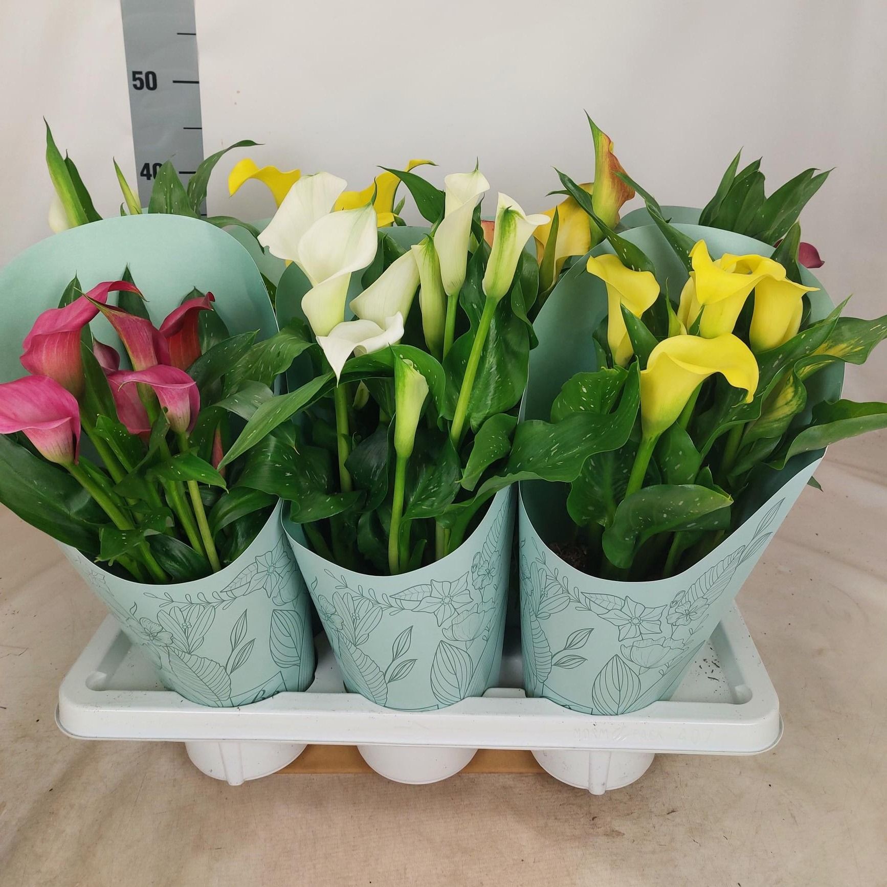 Zantedeschia mix in Deluxe eco potcover green, D 14