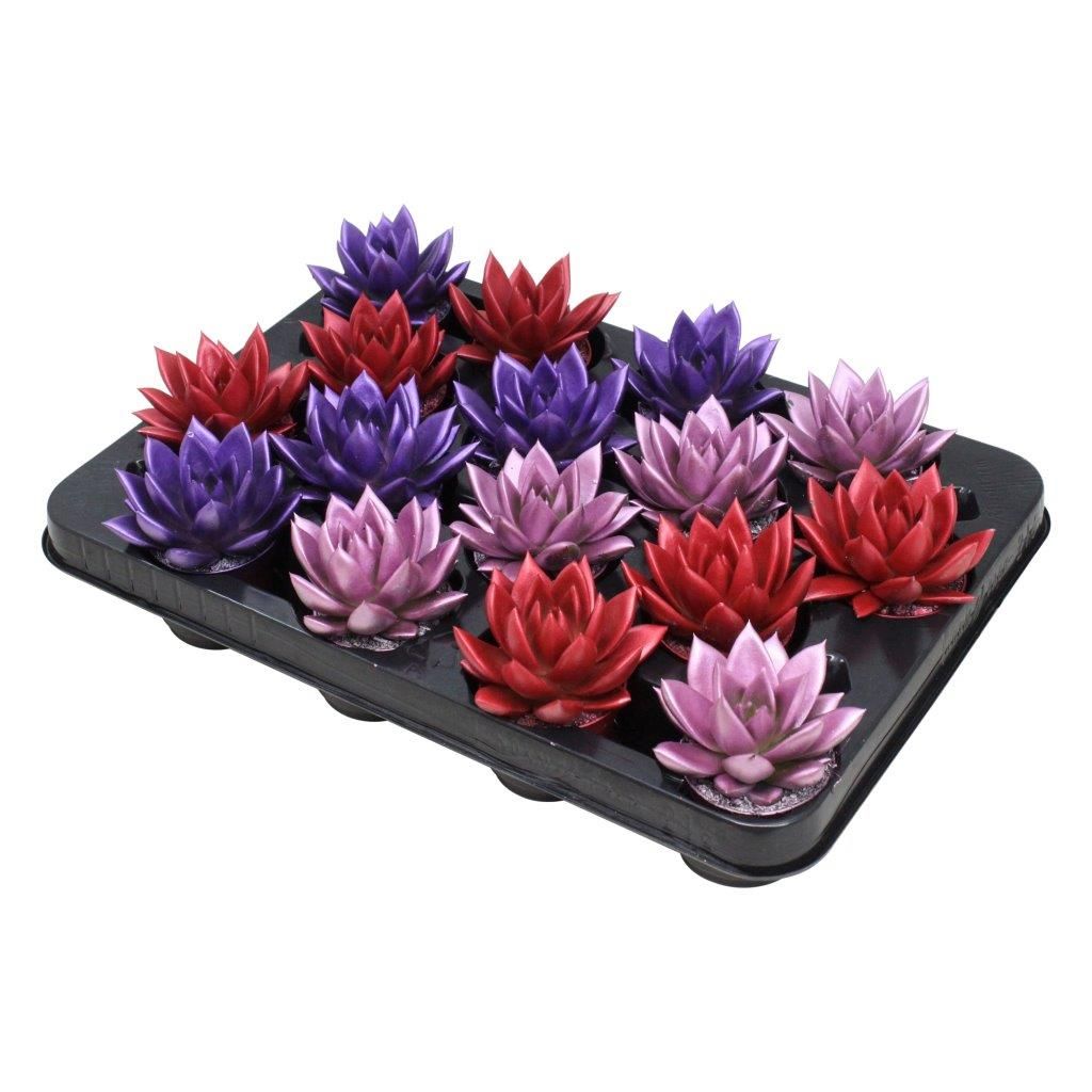 Miranda coloured metallic love mix, D 6