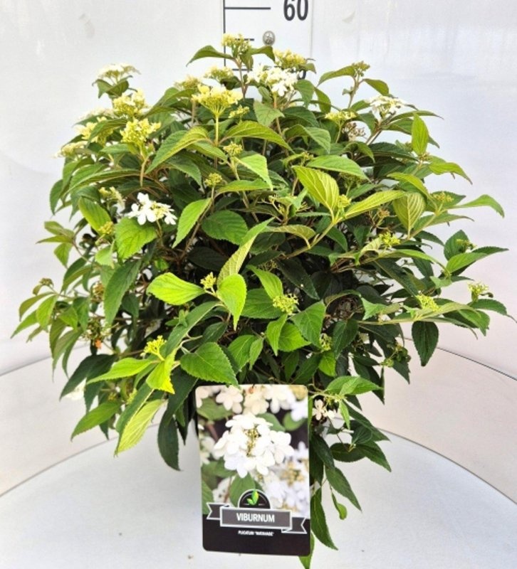 Viburnum plic. 'Watanabe', D 29