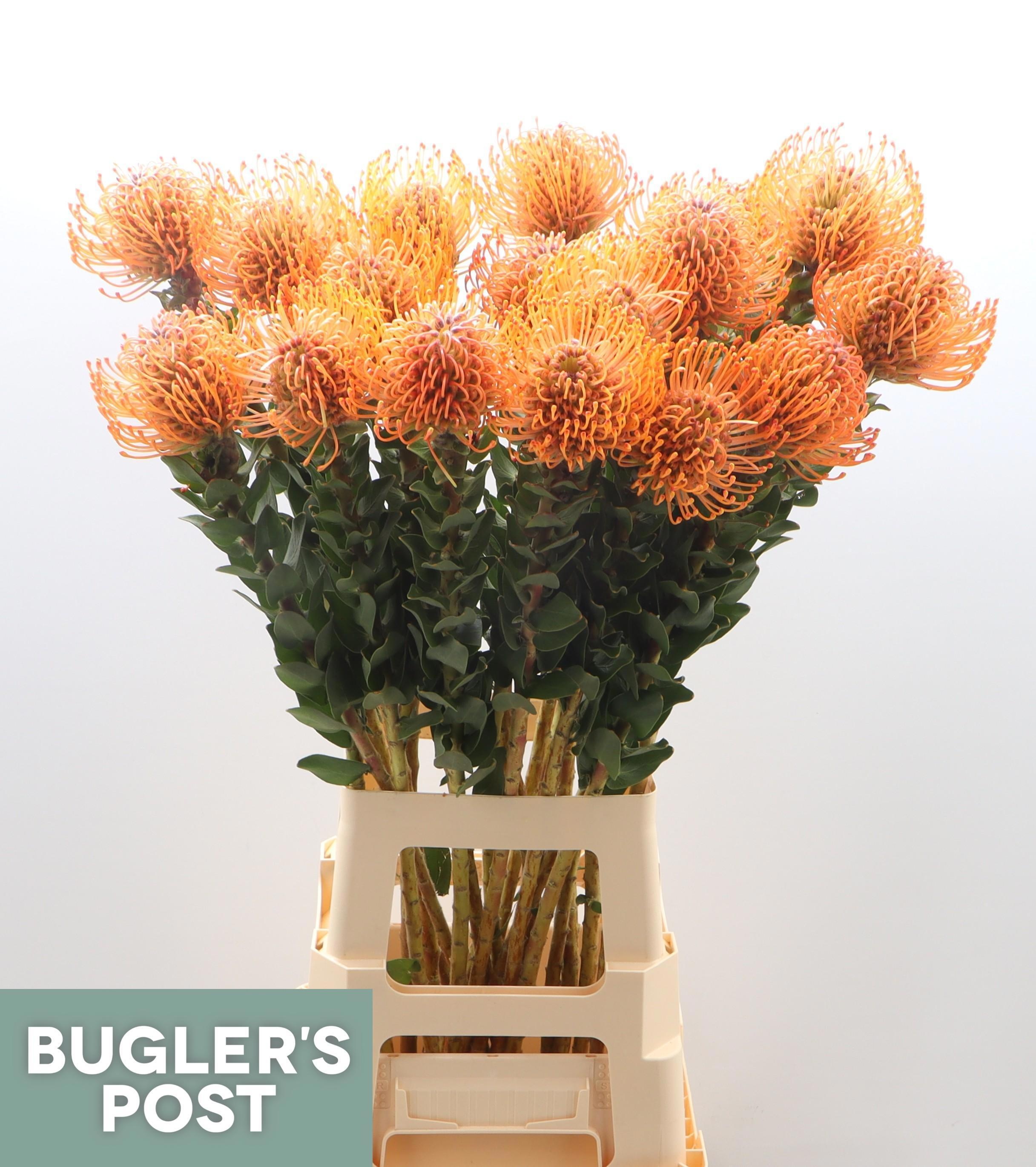 Нутанс Айоба Мандарин Зест 80, шт.