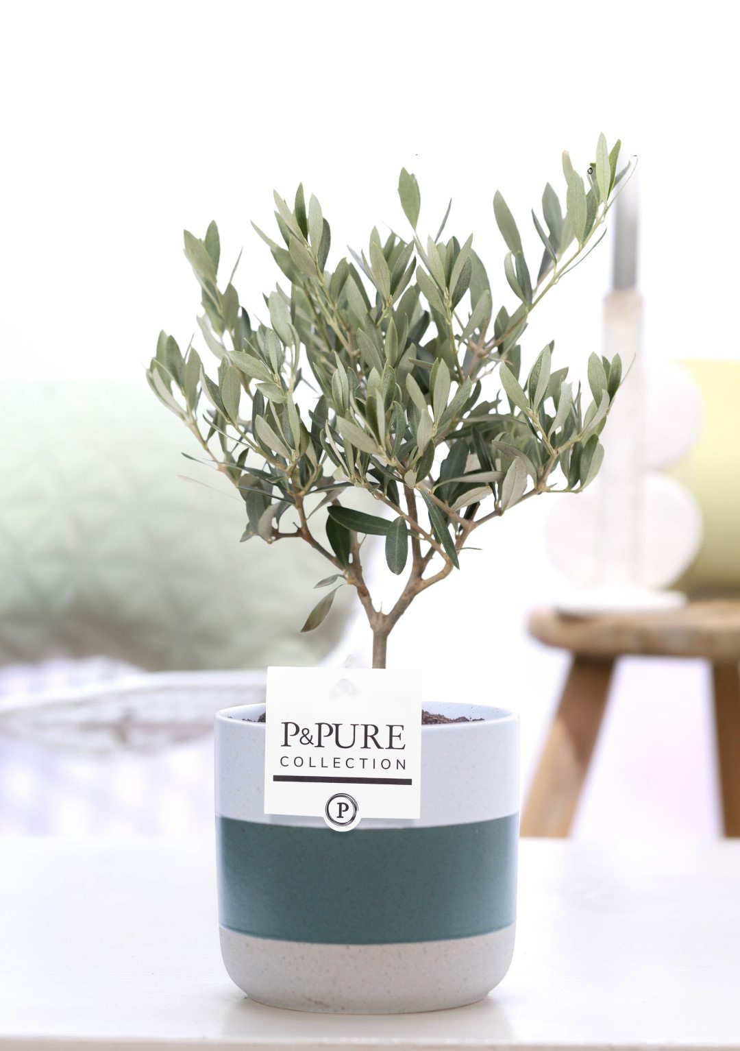 Olea Europaea in P&PURE Lauren ceramics, D 12