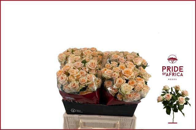 Роза куст. Тринити 40, шт. Роза куст. Тринити 40, шт.