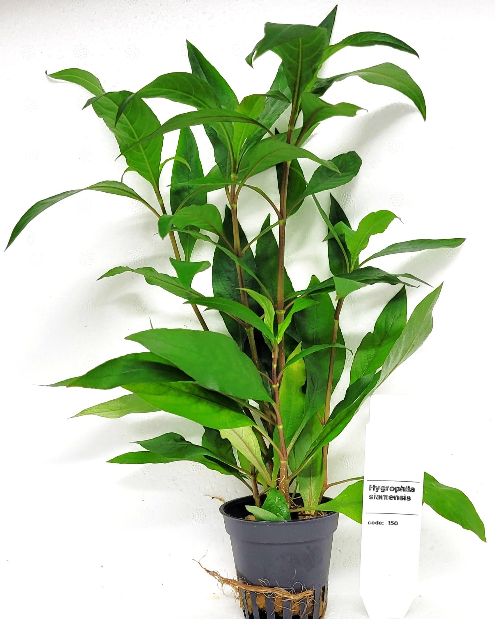 Nomaphila siamensis, D 5