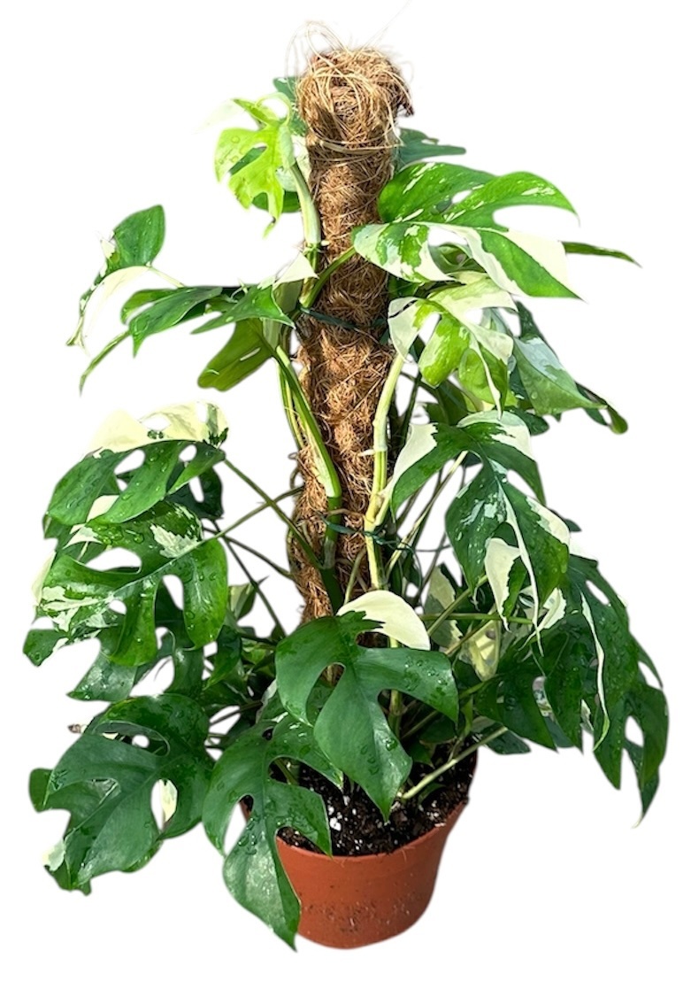 Rhaphidophora Tetrasperma Variegata, D 17