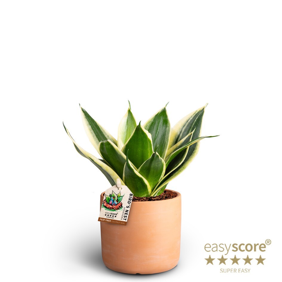 SANSEVIERIA TRIFASCIATA 40933359 Raw Terracotta Pagoda, D 10 cm SANSEVIERIA TRIFASCIATA 40933359 Raw Terracotta Pagoda, D 10 cm