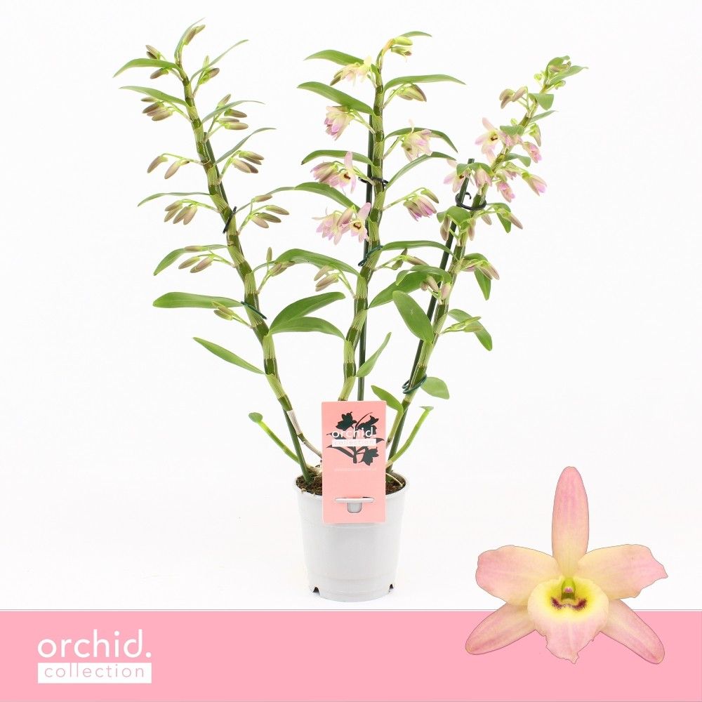 Dendrobium Nobilé, Fairlight 3-spike'Orchid Collection', D 12
