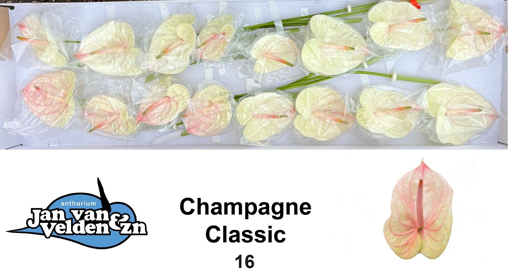 Антуриум Шампань (крем.) x16, шт.