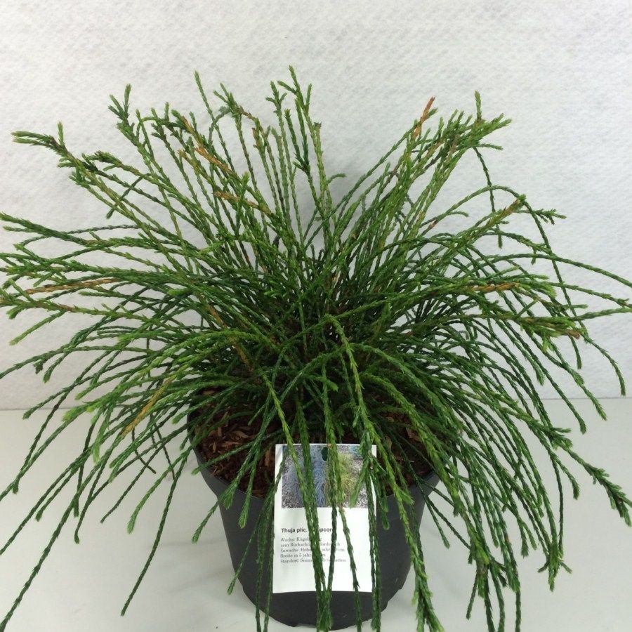 Thuja plicata 'Whipcord', D 19